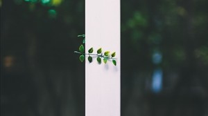 leaves, plant, blur, stripe