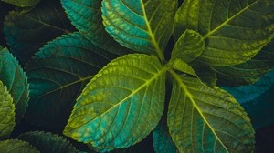 leaves, plant, carved, green - wallpapers, picture