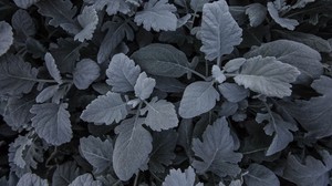 leaves, plant, carved, gray