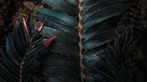 leaves, plant, carved, exotic - wallpapers, picture