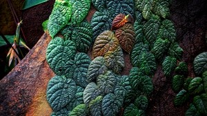 leaves, plant, tropical, patterned