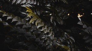 leaves, plant, branches, bush, dark - wallpapers, picture