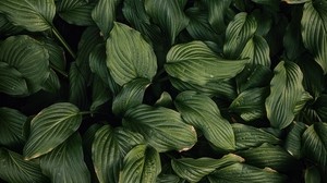 leaves, plant, green, dark green - wallpapers, picture