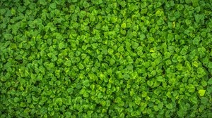 leaves, plant, green, bright, surface - wallpapers, picture