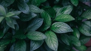 leaves, plant, green, bush, branches - wallpapers, picture