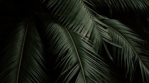 leaves, plant, green, dark, botanical garden - wallpapers, picture