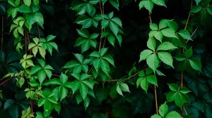 叶子，植物，绿色，葡萄，藤蔓