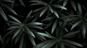 leaves, plant, green, dark, shadows
