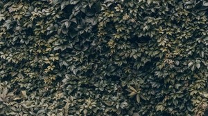 leaves, wall, plant - wallpapers, picture