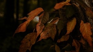 leaves, dry, autumn, branch, trees