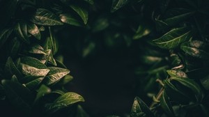 leaves, dark, plant, green, blur, close up