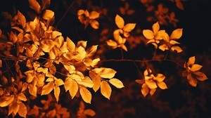 叶子，树枝，秋天，模糊，叶子