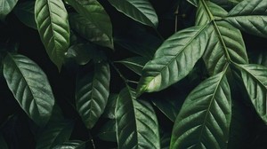 leaves, branch, dark green, glossy, plant - wallpapers, picture