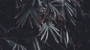 leaves, branches, plant, vegetation, blur - wallpapers, picture