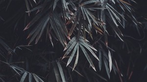 leaves, branches, plant, vegetation, blur