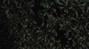 leaves, branches, dark, plant, green