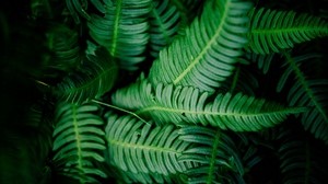 leaves, green, shadows, dark, vegetation - wallpapers, picture
