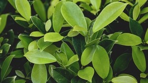 leaves, green, plant, branches - wallpapers, picture