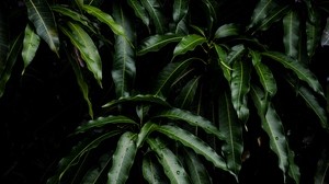 leaves, green, plant, mango - wallpapers, picture