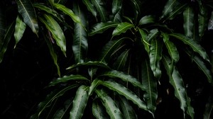 leaves, green, plant, mango