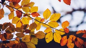 叶子，黄色，干燥，树枝，秋天