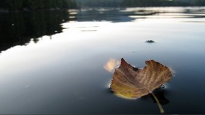 leaf, autumn, dried, water, swim