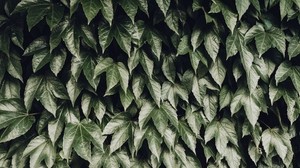 foliage, leaves, bushes - wallpapers, picture