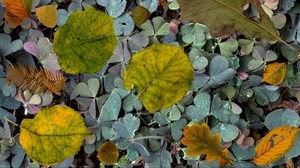 叶子，蕨类，秋天，下落 - wallpapers, picture