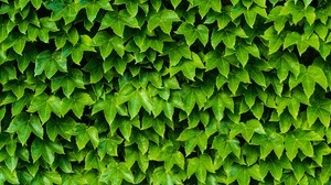 foliage, plant, green, carved - wallpapers, picture