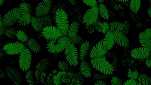 foliage, plants, green, carved - wallpapers, picture