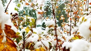 foliage, winter, snow, branches - wallpapers, picture