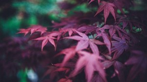 leaves, burgundy, branches, blur