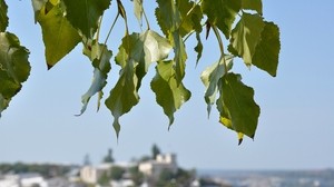 leaves, tree, focus, coast, summer - wallpapers, picture