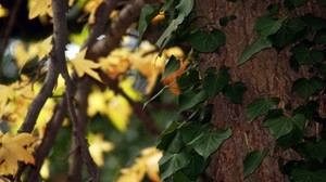 leaves, tree, branch - wallpapers, picture