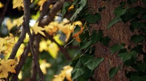 leaves, tree, branch