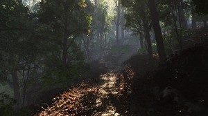 leaves, road, path, forest, shadow