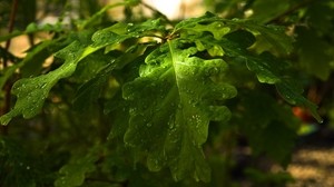 leaves, oak, drops, dew, rain, light, summer