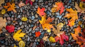 hojas, piedras, arce, mojado, otoño