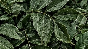leaves, drops, surface - wallpapers, picture