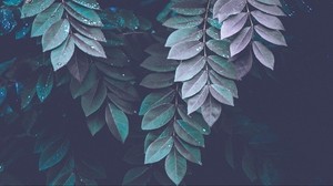 leaves, drops, branches, dark - wallpapers, picture