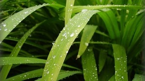 leaves, drops, water, dew, greens - wallpapers, picture
