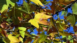 leaves, maple, dry, autumn