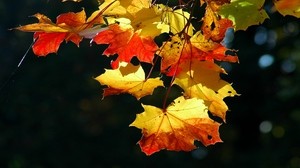 leaves, maple, dry, light - wallpapers, picture