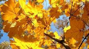 leaves, maple, dry, branch