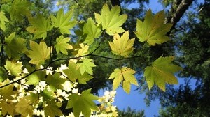 leaves, maple, branch, light