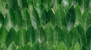 leaves, laurel, green - wallpapers, picture