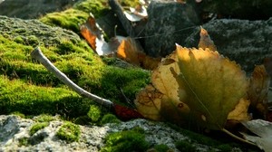 leaves, moss, cobweb, stones, branches, macro