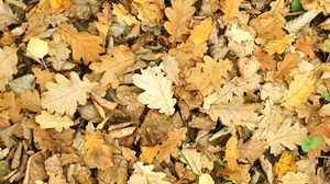 leaves, autumn, fallen, oak