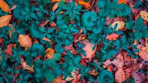 leaves, autumn, fallen, forms - wallpapers, picture