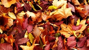 leaves, autumn, fallen - wallpapers, picture